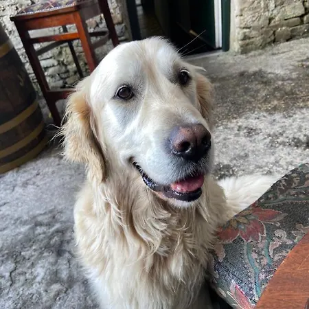 Bed & Breakfast Geoghegans Magpie Bar And *