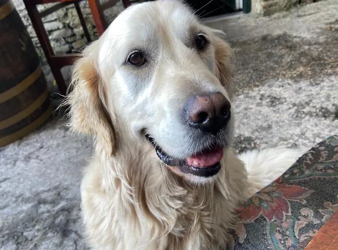 Bed & Breakfast Geoghegans Magpie Bar And *